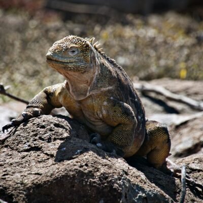 Galápagos Land Iguana