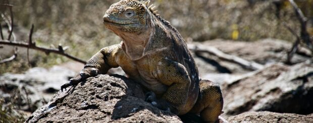Galápagos Land Iguana