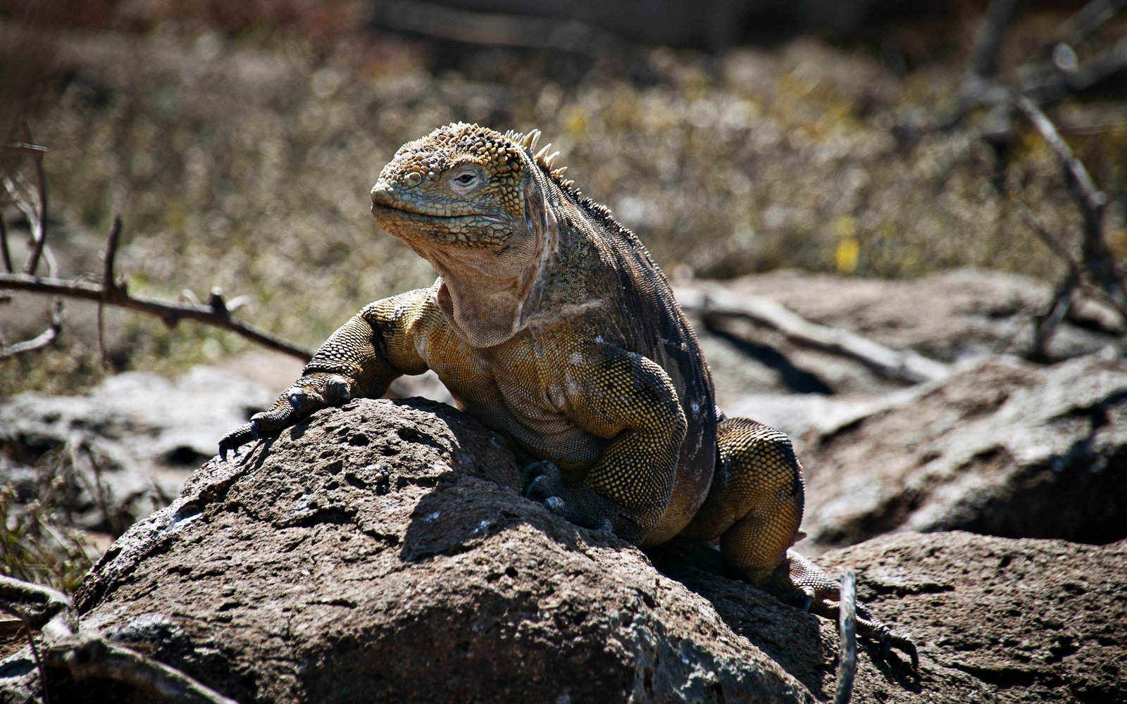 Galápagos Land Iguana